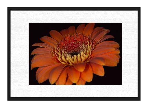 Gerber Daisy