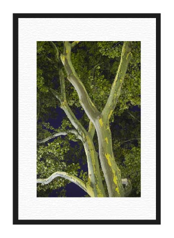 Sycamore Tree at Night